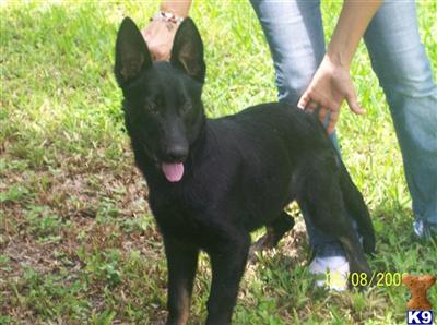 German Shepherd Puppies in FL