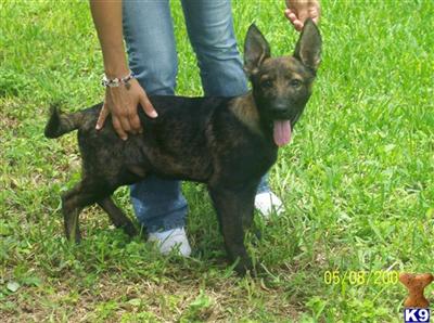 German Shepherd Puppies in FL