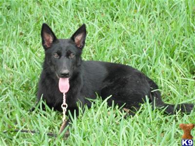 Dogs - German Shepherd