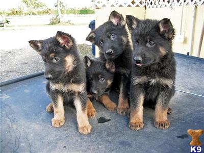 German Shepherd Puppies in FL