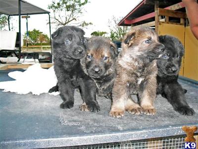 German Shepherd Puppies in FL