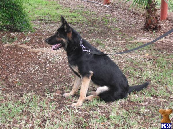 Dogs for Sale in FL