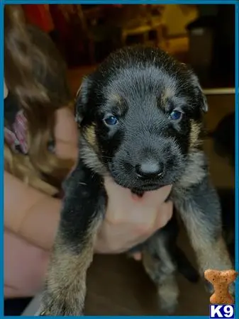 German Shepherd puppy for sale