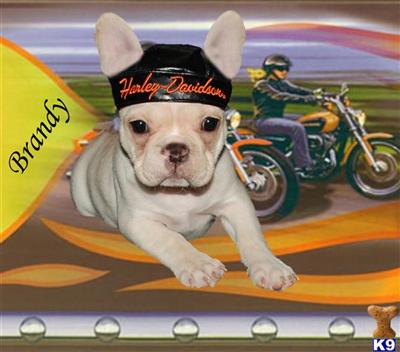 French Bulldog Puppies for Sale