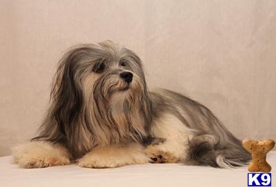havanese puppies ga document moved havanese puppies ga document moved