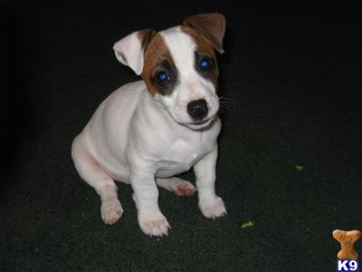Stud Dogs - Jack Russell Terrier