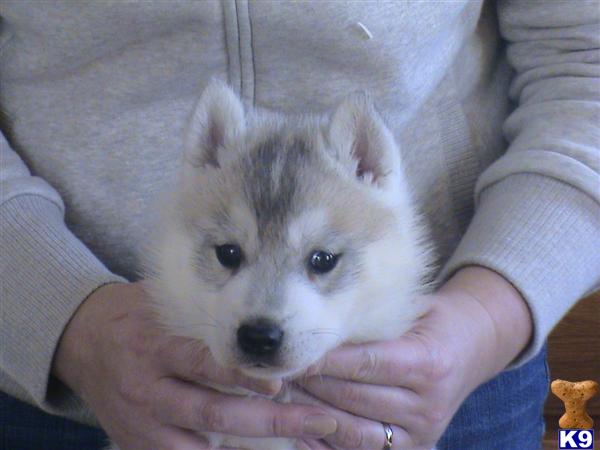 Puppies in Clarion