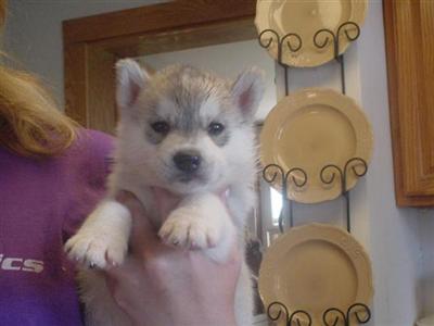 Puppies in Clarion