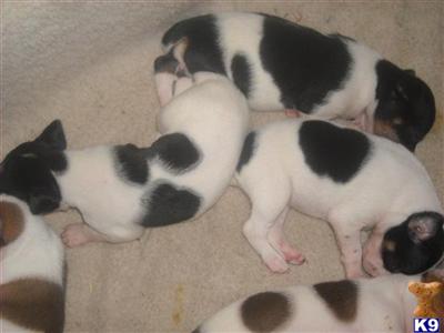 Rat Terrier Puppies for Sale