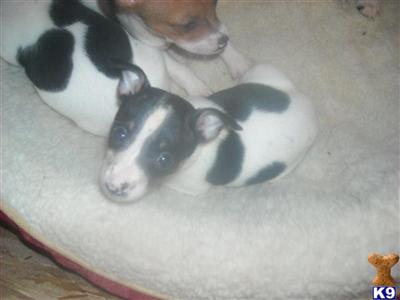 Rat Terrier Puppies for Sale
