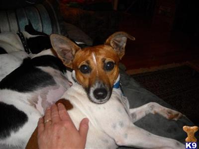 Stud Dogs - Rat Terrier