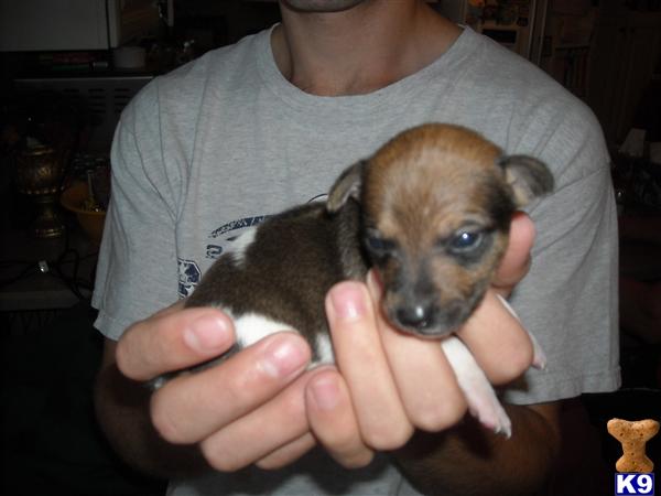 Puppies in Suffolk