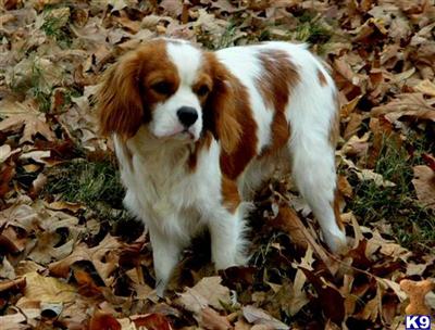 Dogs for Sale in OK