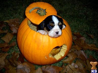 Cavalier King Charles Spaniel Puppies for Sale