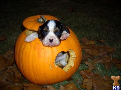 Cavalier King Charles Spaniel Puppies for Sale