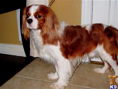 Dogs for Sale in OK