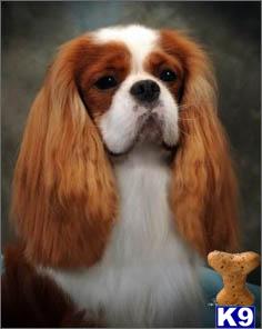 Stud Dogs - Cavalier King Charles Spaniel