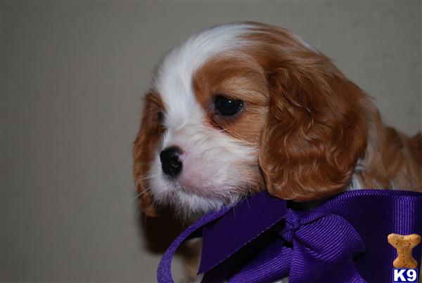 Puppies in Enid