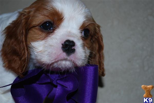Puppies in Enid