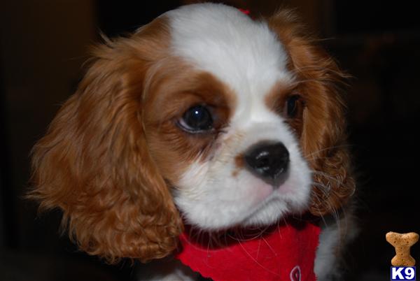 Puppies in Enid