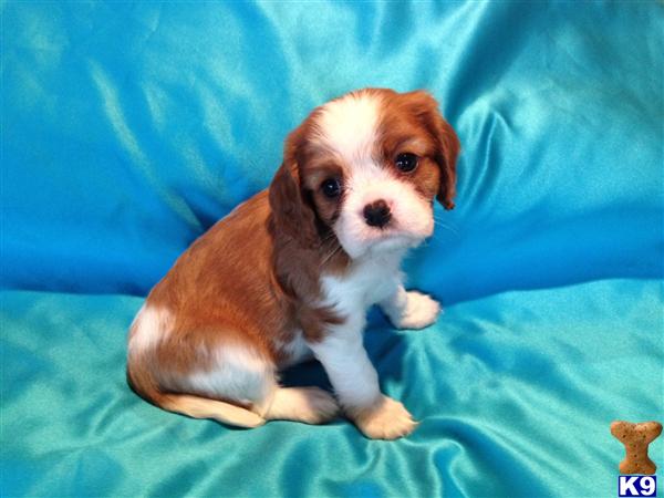 Puppies in Enid