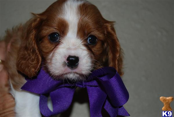 Puppies in Enid