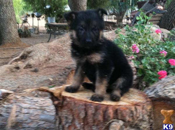 Puppies in Brooksville