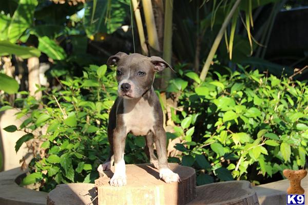 Puppies in Bronx
