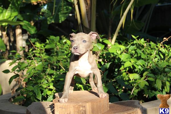Puppies in Bronx