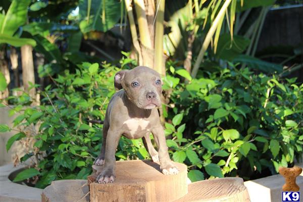 Puppies in Bronx