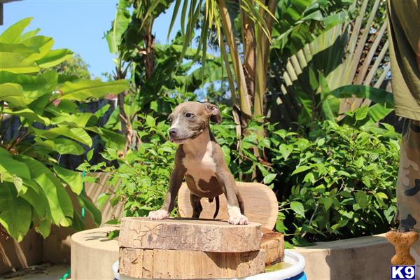 Puppies in Bronx
