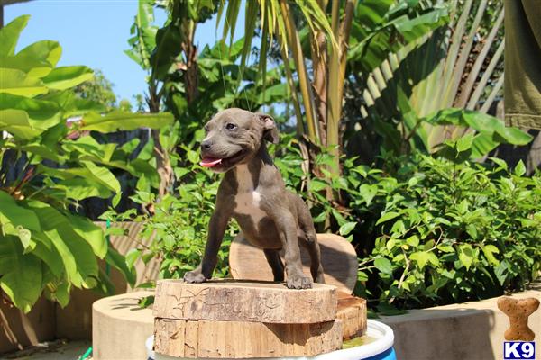 Puppies in Bronx