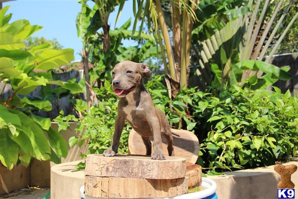 Puppies in Bronx