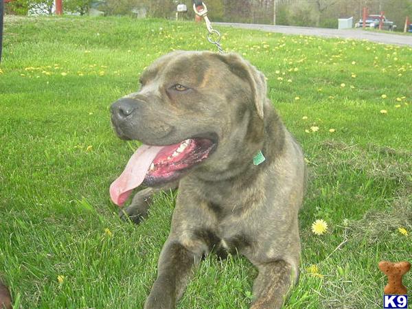 Stud Dogs - Cane Corso