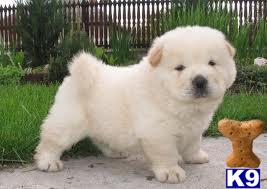 Stud Dogs - Chow Chow