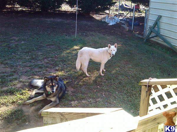 Puppies in Inman