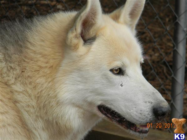 Stud Dogs - Wolf Dog