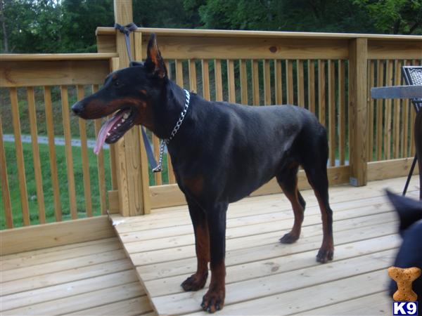 Stud Dogs in VA