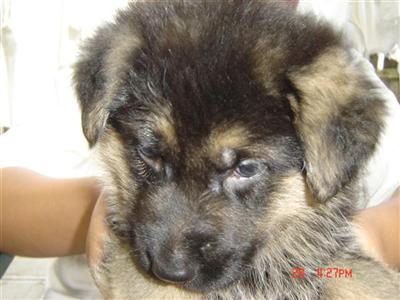Dogs for Sale in NY