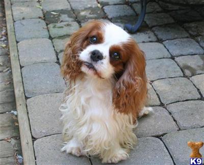 Stud Dogs - Cavalier King Charles Spaniel