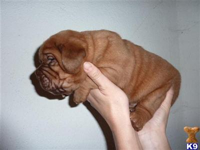 Dogue De Bordeaux Puppies for Sale