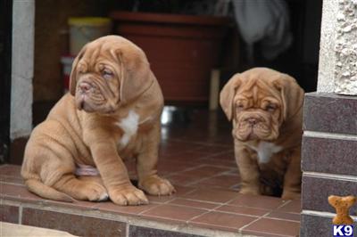 Dogue De Bordeaux Puppies for Sale