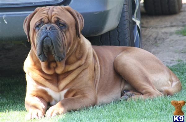 Dogue+de+bordeaux+breeders+new+york