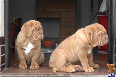 Dogue De Bordeaux Puppies for Sale