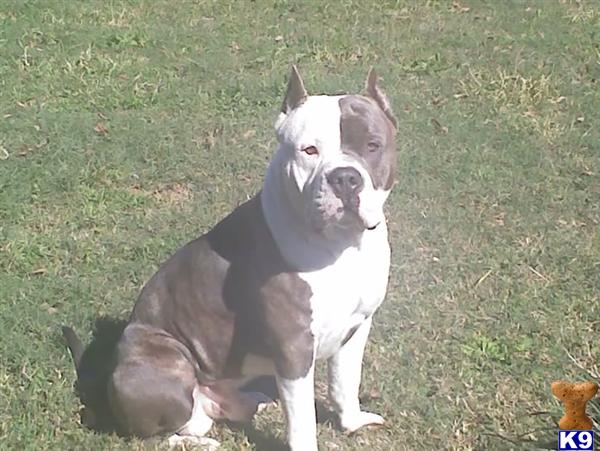 Stud Dogs in GA