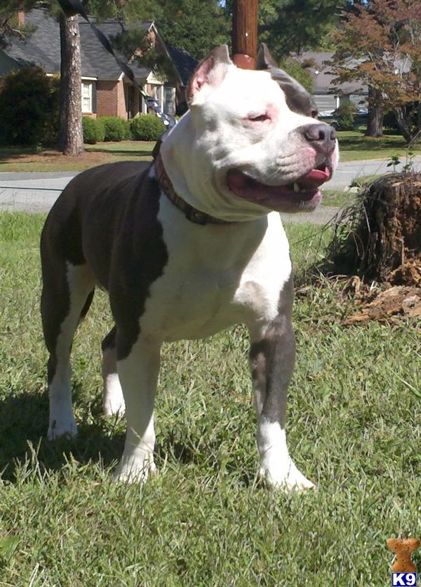 Stud Dogs in GA