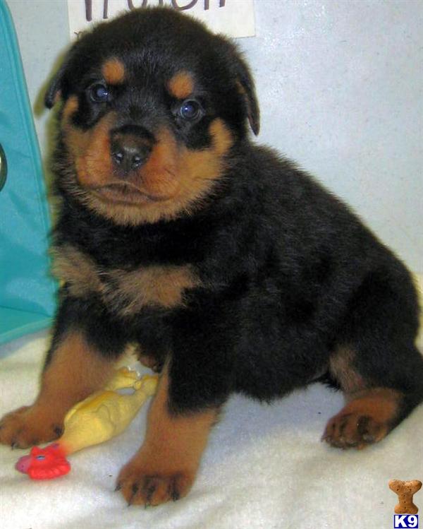Rottweiler Puppies