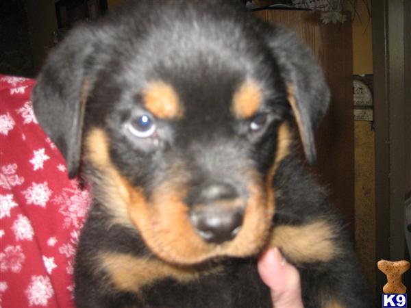 Rottweiler Puppies