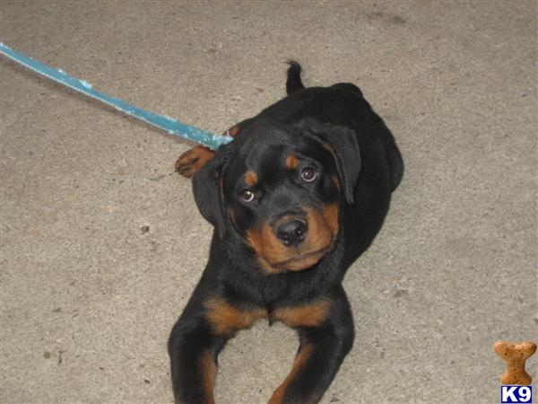 Puppies in Greenwood