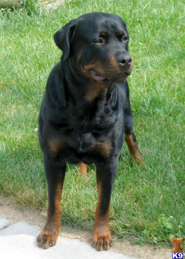 Stud Dogs - Rottweiler